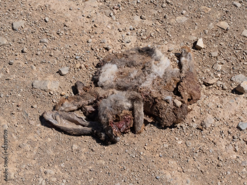 Roadkill   Close up of a dead hare on a gravel road  only the hare s ears are recognisable.