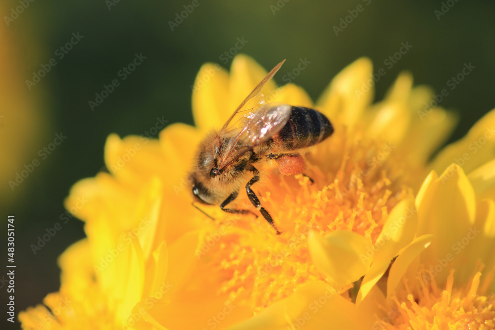 honey bee photo in natural pumpkin flower