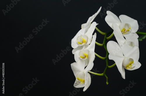 White phalaenopsis orchid flower on black gray background. Very beautiful close-up of Phalaenopsis known as Moth Orchid or Phal. Nature concept for design. Place for your text.