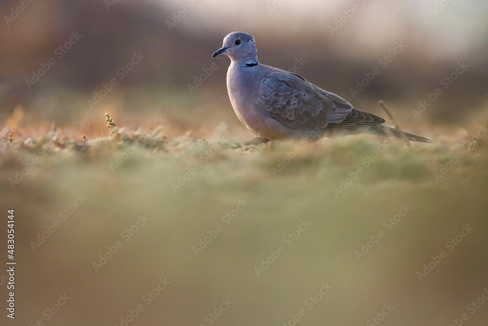 pigeon on the ground. Ring necked dove on ground. Half collared dove. Cape turtle dove. Streptopelia capicola. pigeon on the ground. Ring necked dove on ground. Half collared dove. Cape turtle dove. Streptopelia capicola.