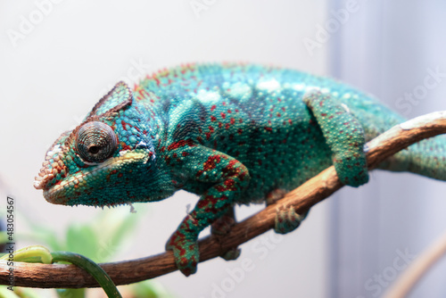 Colorful chameleon on a branch. Awesome Panther chameleon (Furcifer pardalis) rests placidly on a branch while waiting to hunt insects in the wild
