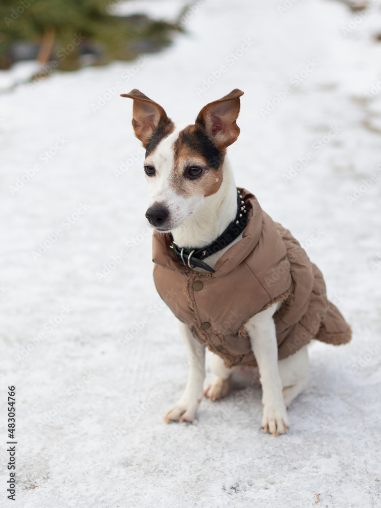 Fototapeta premium Dog breed Jack Russell Terrier on a winter walk in clothes
