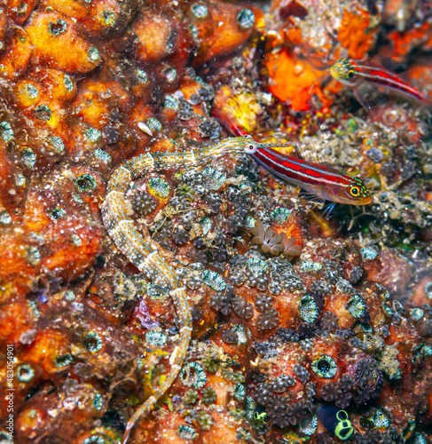 Pipefishes or pipe-fishes Syngnathinae photo