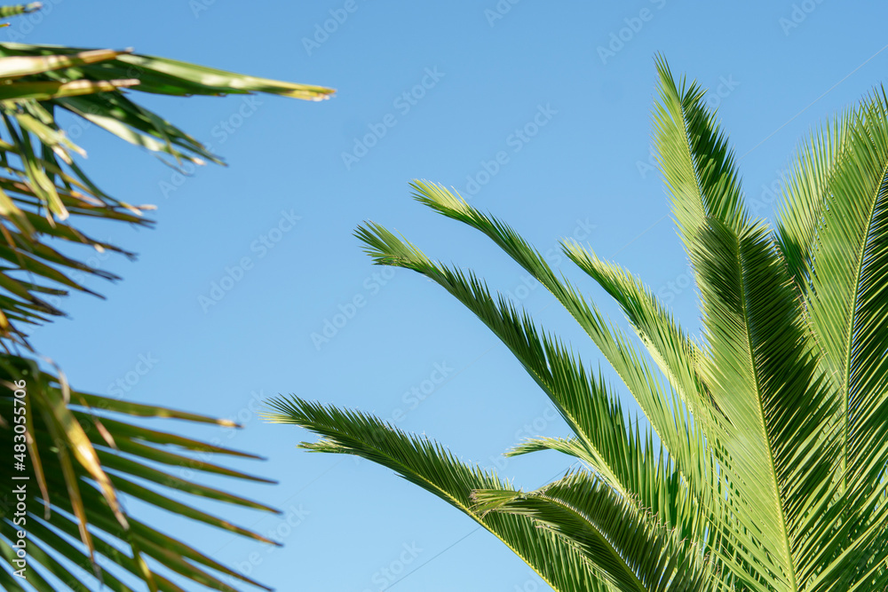 Green palm tree on clear blue sky Green palm tree on clear blue sky