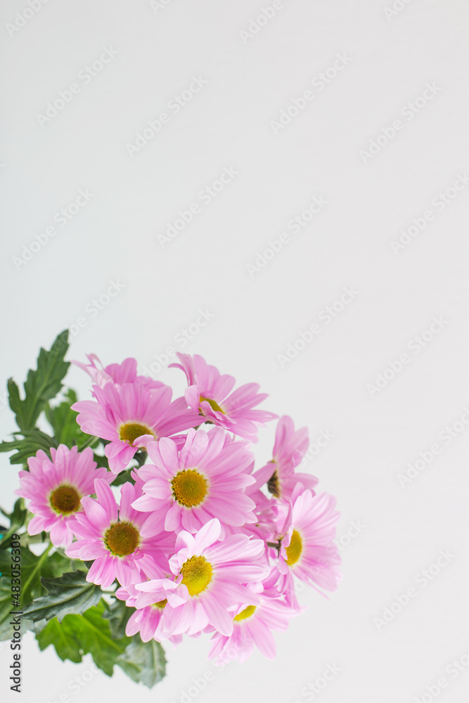 chrysanthemums flowers in bouquet  on white background