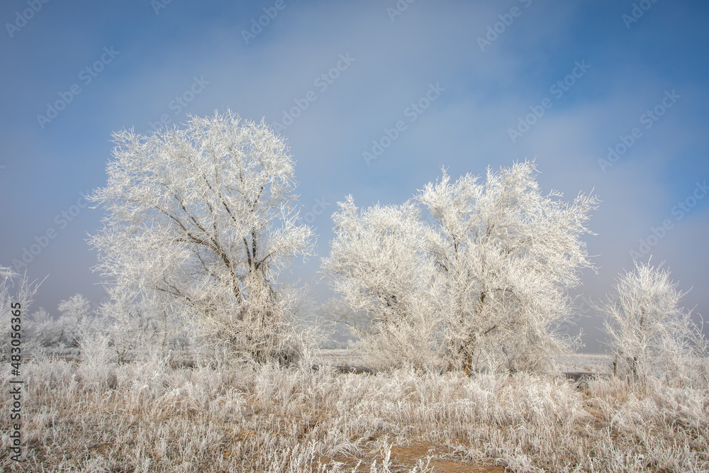 winter landscape. trees in white frost winter landscape. trees in white frost