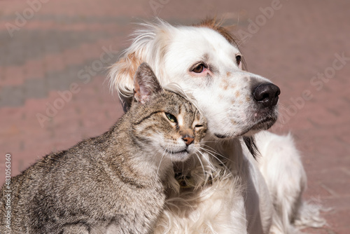 Fototapeta Naklejka Na Ścianę i Meble -  Dog and cat playing together outdoor. Cat and dog friendship, cat and dog in love
