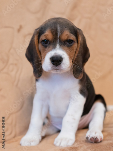 Little beagle puppy with cute eyes 