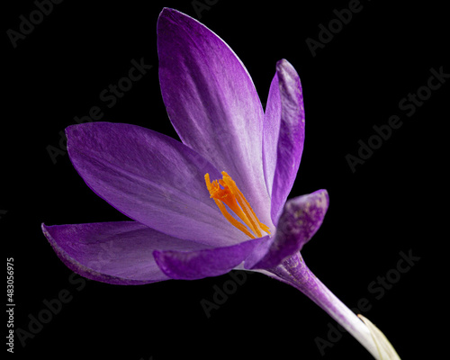 Violet flower of crocus, isolated on black background