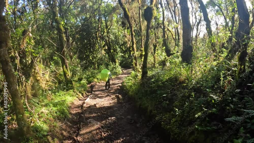 A black guy with a big backpack walks along a forest path in the green tropical jungle. View from the back. Beautiful summer forest landscape. Climbing Kilimanjaro. A black guy with a big backpack walks along a forest path in the green tropical jungle. View from the back. Beautiful summer forest landscape. Climbing Kilimanjaro.