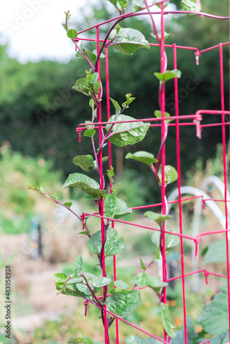 Organic Red Malabar spinach vines on steel wire cage trellis at backyard garden near Dallas, Texas, America photo