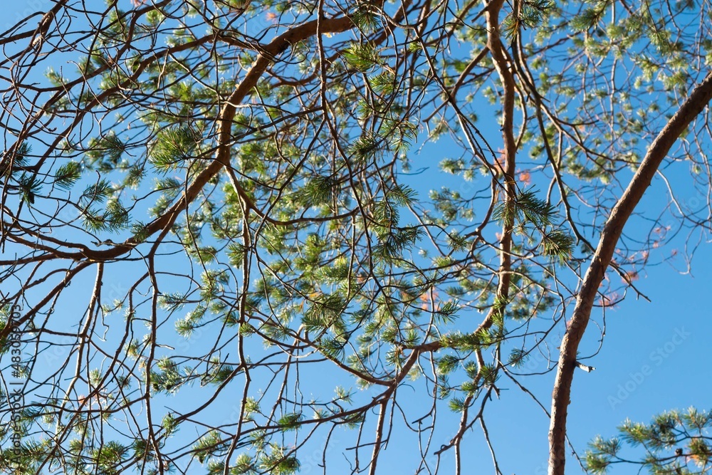 View of the blue sky through pine branches on summer View of the blue sky through pine branches on summer