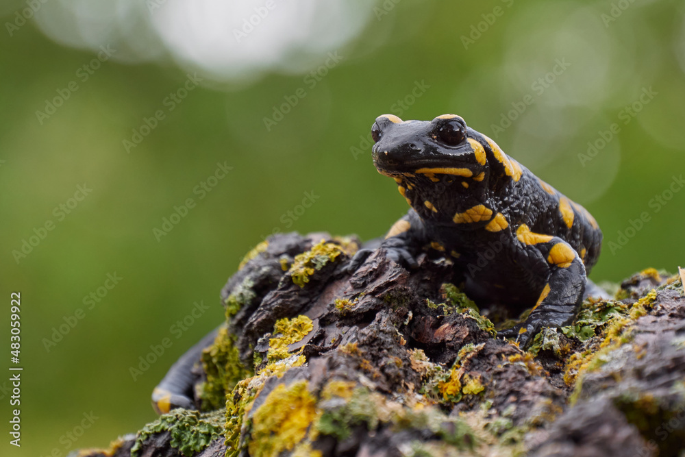Obraz premium Salamandra penibética (Salamandra longirostris)