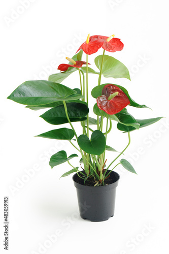 anthurium photo