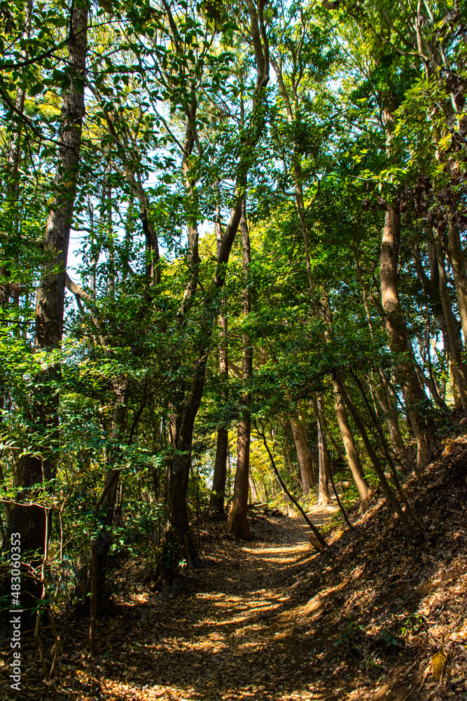 Obraz premium 木漏れ日がさす林道