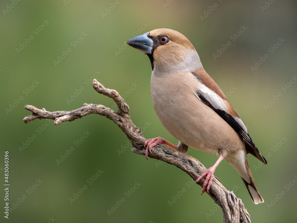 Hembra de picogordo
Coccothraustes coccothraustes