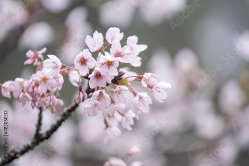 Beautiful Yoshino Sakura Cherry Blossom is blooming with sprout in Alishan National Forest Recreation Area in Taiwan.