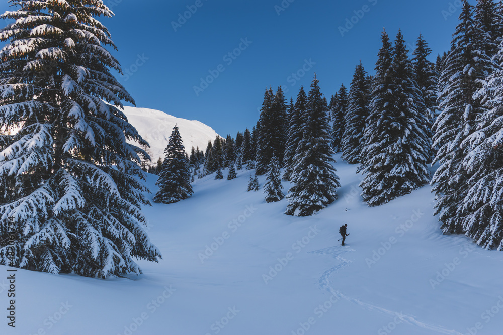 An unrecognizable male hiker wearing snowshoes walking in a forest in the French Alps on a cold winter day (L'Enclus, Devoluy, Hautes-Alpes)
