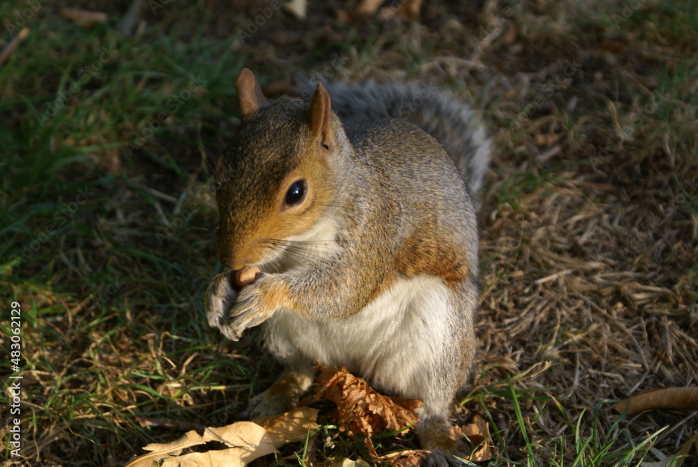 Ein Eichhörnchen isst eine Nuss. Ein Eichhörnchen isst eine Nuss.