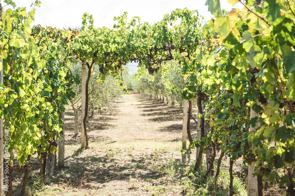 vineyard in Albania