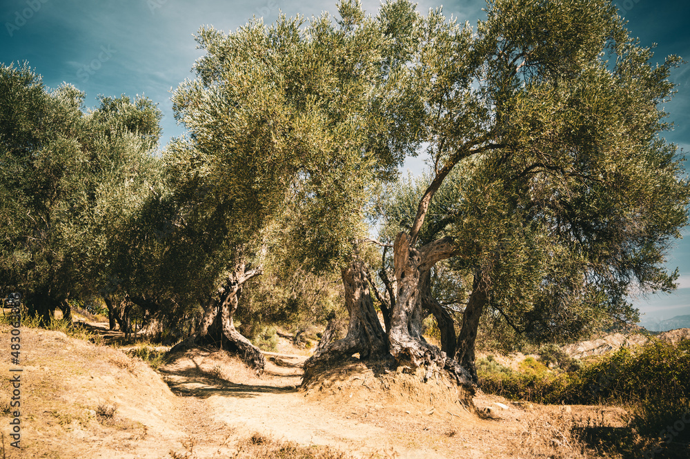 an old olive tree in Albania