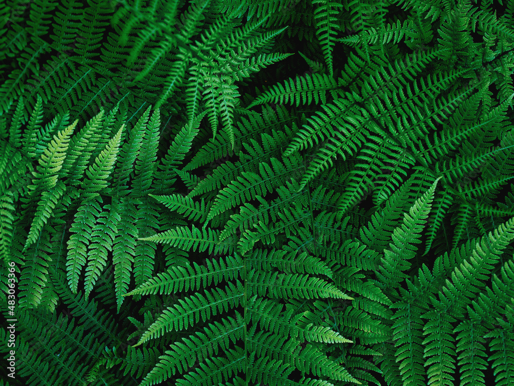 Common polypody polypodium vulgare . Dark green fern fronds. Botanical foliage texture background. Fresh green fern leaves