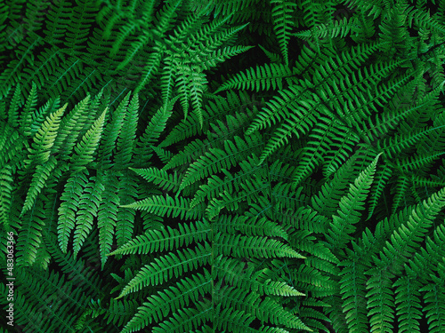 Common polypody polypodium vulgare . Dark green fern fronds. Botanical foliage texture background. Fresh green fern leaves