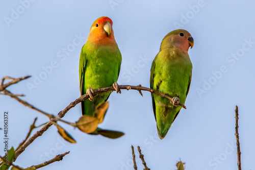 Obraz na plátne Rosy-faced Lovebirds in Namibia