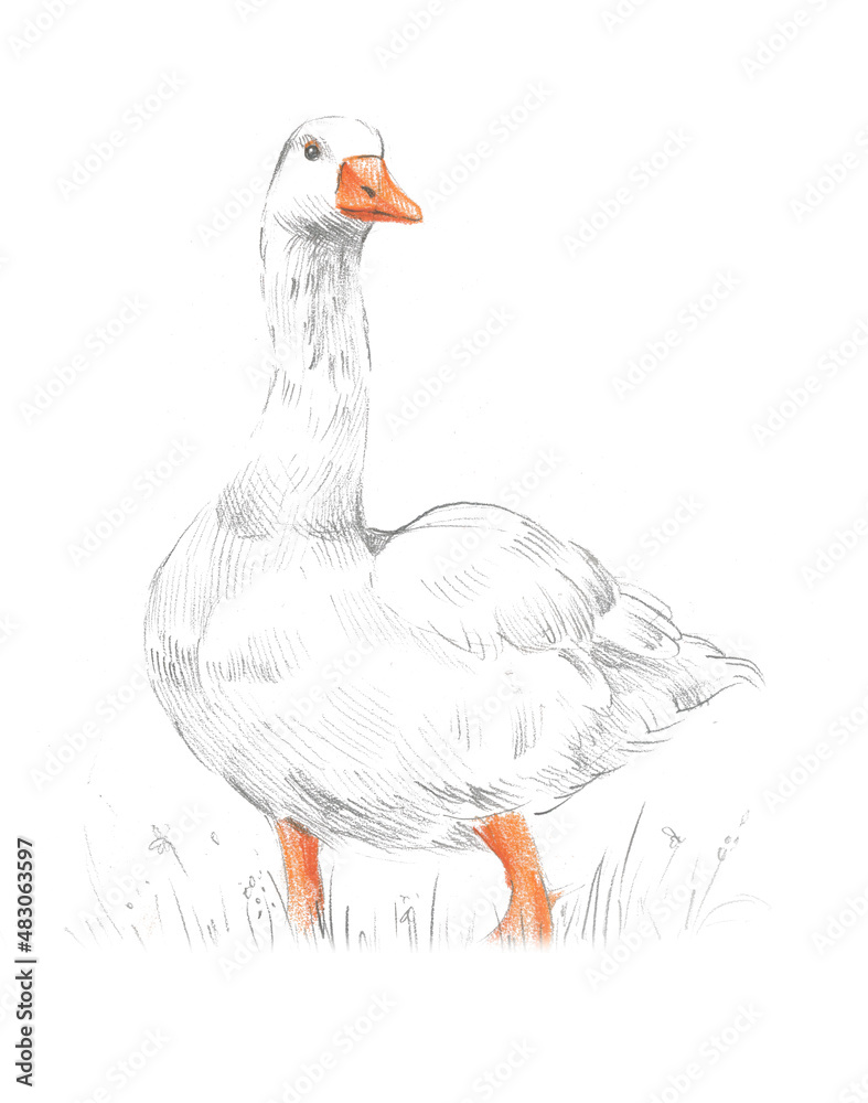 Obraz premium Goose isolated on white background