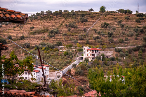 Olive grove in the Balkans