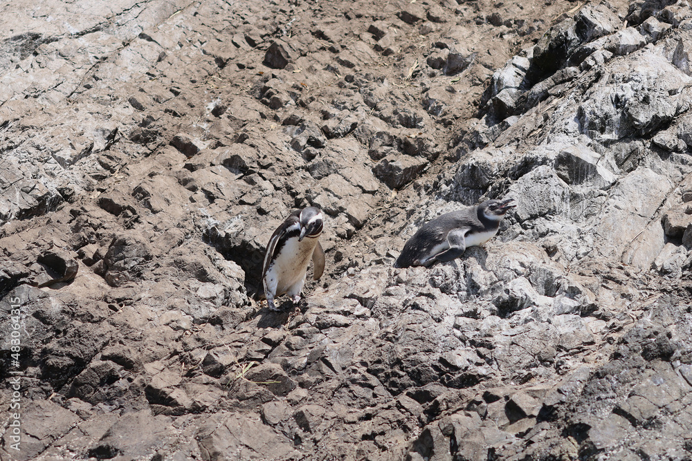 Magellanic penguins on the coast of the island of Chiloe, Chile Magellanic penguins on the coast of the island of Chiloe, Chile
