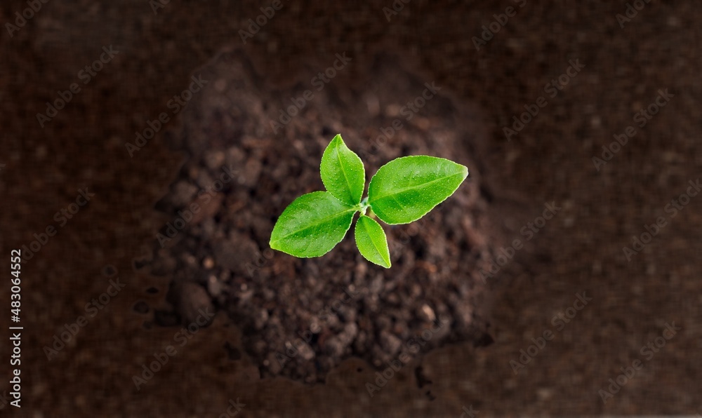 Young seedling green plant surface on soil background. Young seedling green plant surface on soil background.