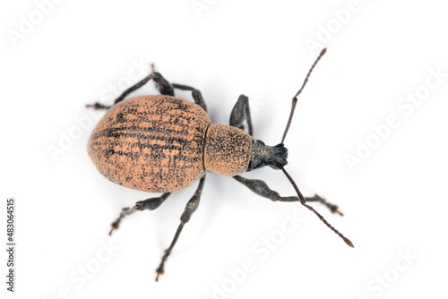 Beetle of Otiorhynchus  sometimes Otiorrhynchus  isolated on white background. Many of them e.i. black vine weevil -O. sulcatus or strawberry root weevil -O. ovatus are important pests.