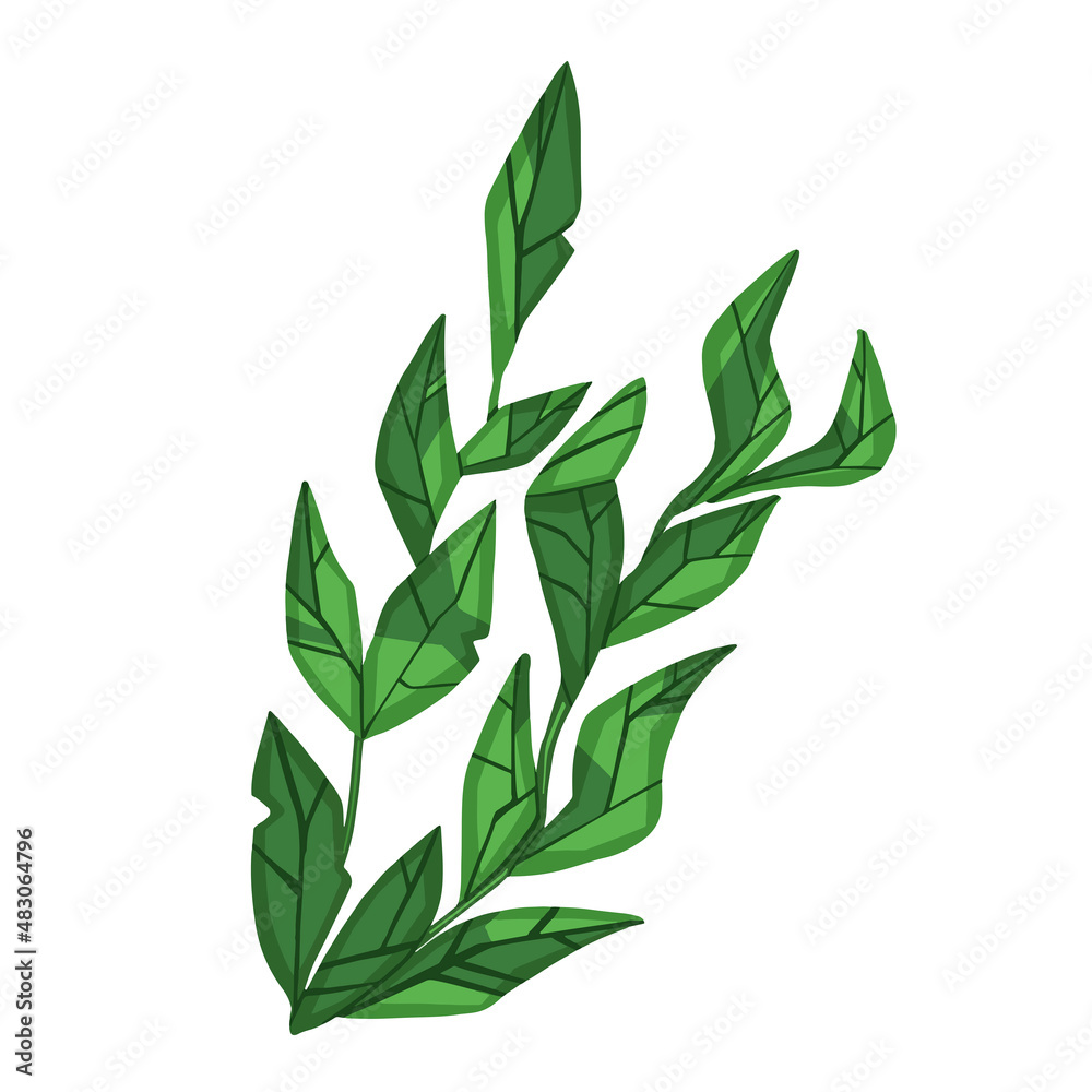 Set of marine vector plants, hand drawn algae. Vector illustration Set of marine vector plants, hand drawn algae. Vector illustration