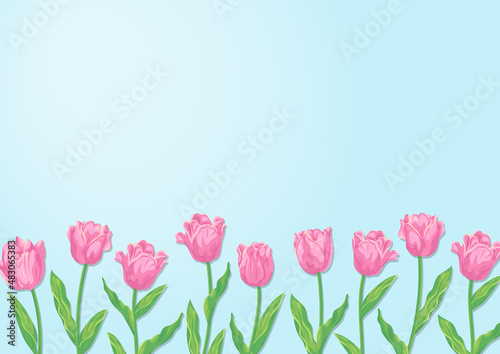 ピンクのチューリップの花と水色の背景　ベクターイラスト素材