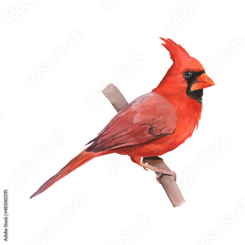 Fototapete Watercolor red cardinal bird isolated on white background