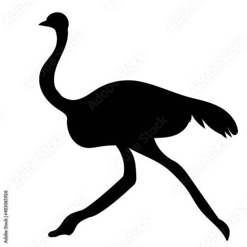 ostrich silhouette, on white background, vector, isolated