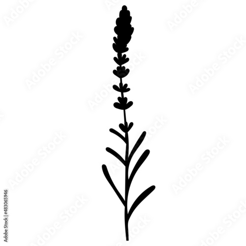 plant lavender silhouette, on white background, vector, isolated