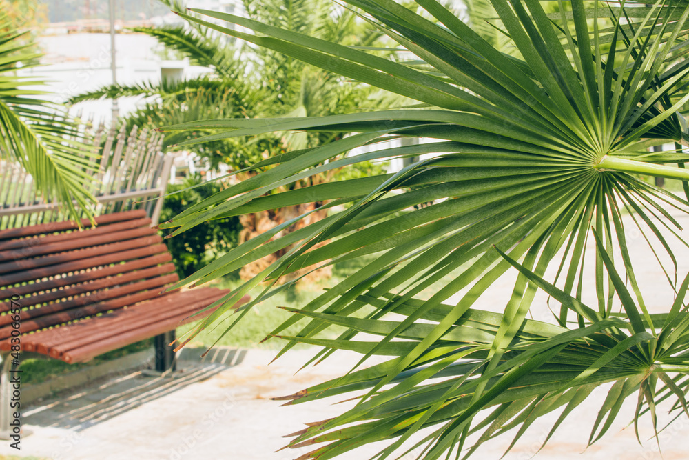 Summer background with green palm leaf against blured quay with bench - natural tropical background with copy space. Summer style backdrop