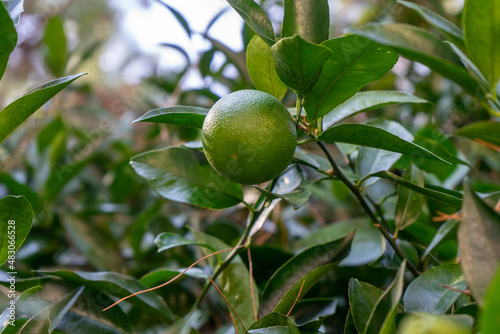 Tangerine tree with green fruit close-up