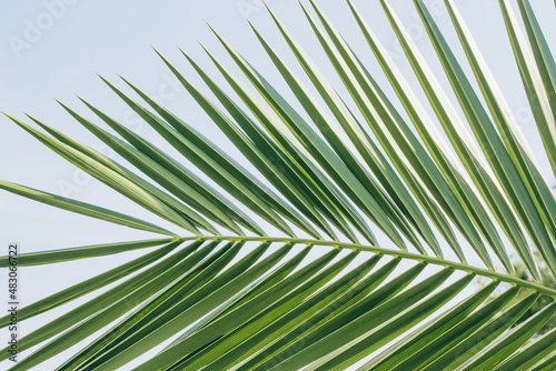 Green palm leaf against blue sky - natural tropical background with copy space. Summer style backdrop