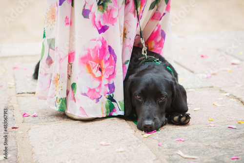 Dog laying next to feet on the ground
