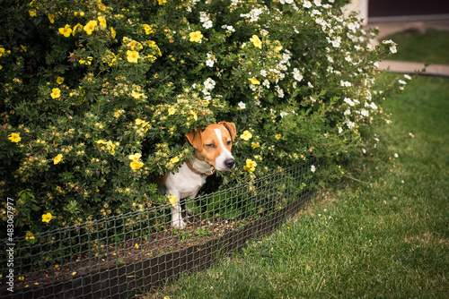 Dog in the flowers at the garden