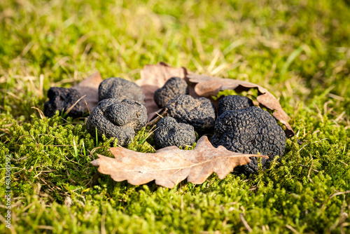Tuber aestivum truffle mushroom on the moss background with Oak leaves
