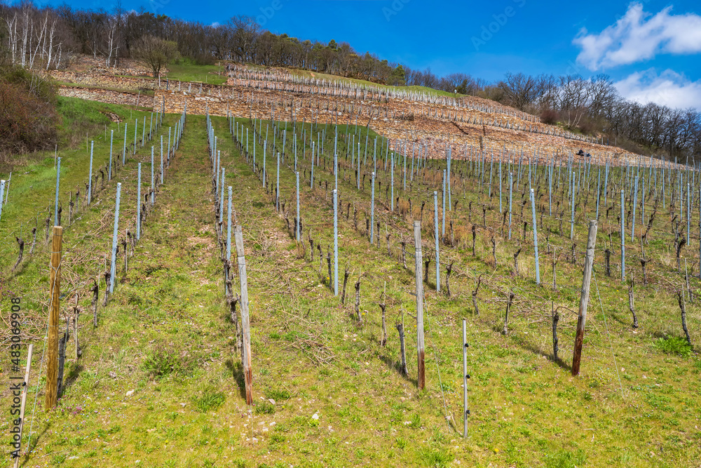 View up a vineyard near Rüdesheim am Rhein/Germany in spring 