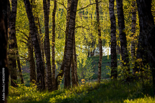 Fototapeta Naklejka Na Ścianę i Meble -  Picturesque birch grove on a May day