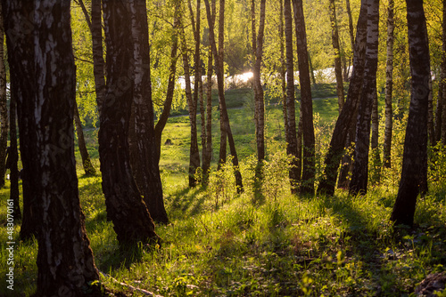 Picturesque birch grove illuminated by the warm spring sun