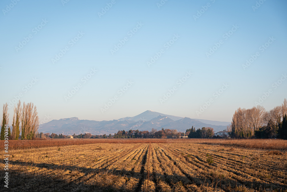 vineyard in autumn