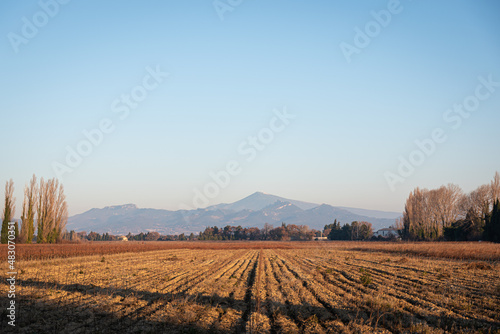 vineyard in autumn