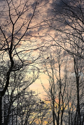 Shadow of a tree in winter with nice sky